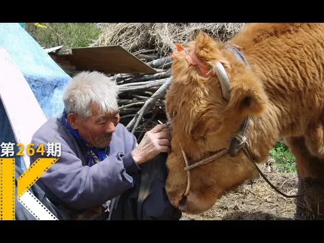 这头牛，感动了整个韩国，纪录片《牛铃之声》 看电影了没