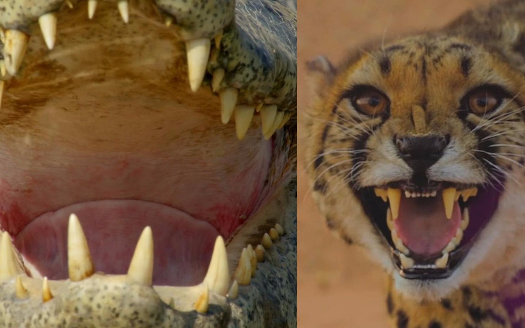 美洲虎怼上了一只凯门鳄，谁的血盆大口更厉害？竟然是一口下去秒杀《大猫》