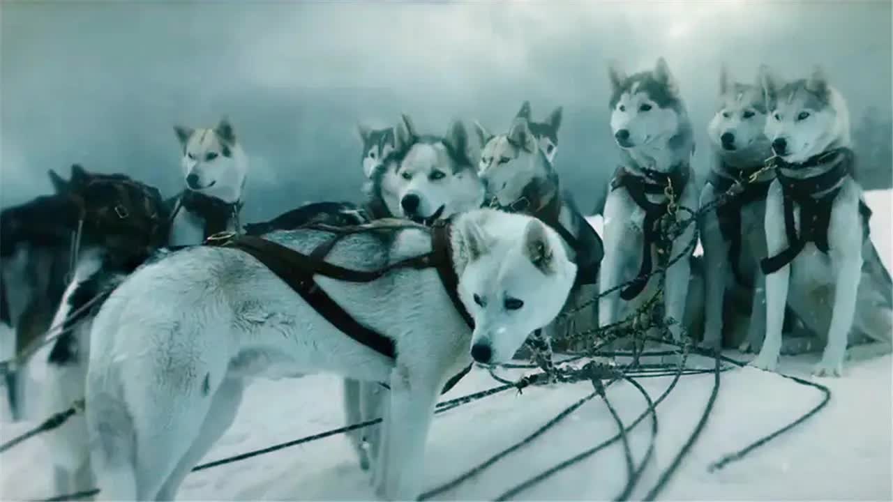真实故事改编：传奇雪橇犬的救命历程，不敢相信它竟然是哈士奇的前身！