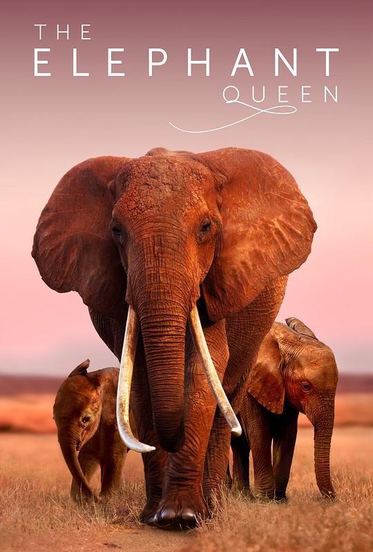 大象女王的海报