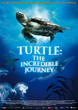 海龟奇妙之旅视频封面
