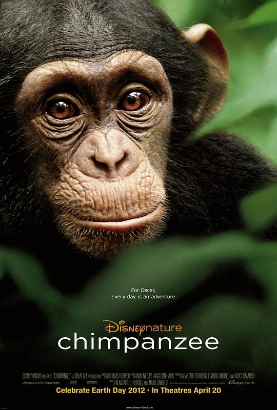 黑猩猩的海报