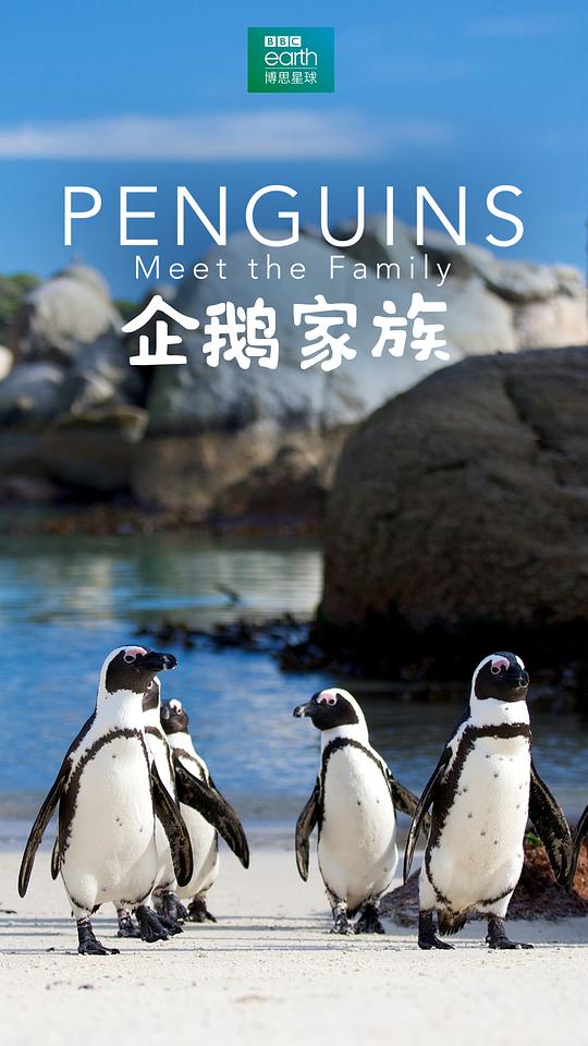 企鹅家族英视频封面