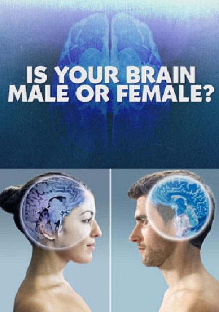 你的大脑是男性还是女性视频封面
