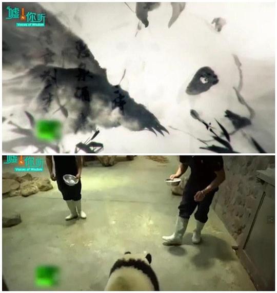 中国如何拯救大熊猫视频封面